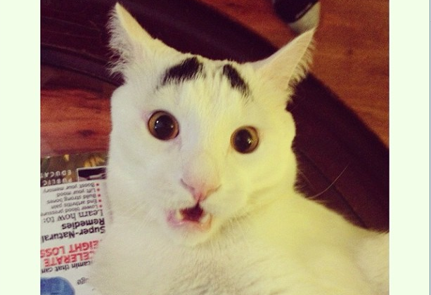 reddit, instagram, Internet, Katt